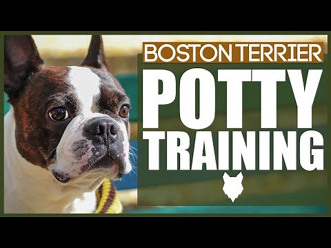 How To Potty Train Your BOSTON TERRIER