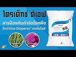 ไตรเด็กซ์ ดีเอฟ ดีกว่าแมนโคเซบทั่วไป ด้วย Disperss เทคโนโลยี