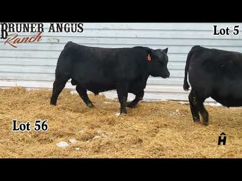 2026 Bruner Angus Ranch - Ellingson Prosper Promo