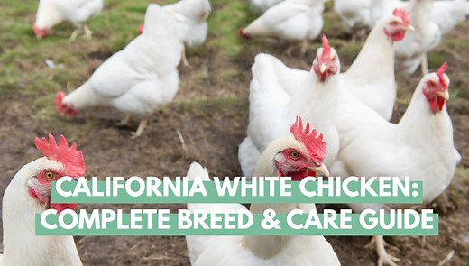 California White Chicken: Complete Breed & Care Guide - Eco Peanut