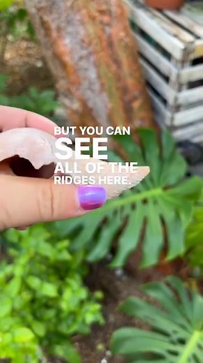 Did you know hermit crabs eat their shells? Yes!!! It does 2 things, 1st it helps them stay in their shell longer, modifying the shell opens it up to all space as they grow. 2) it’s a source of calcium. In a pinch if they can’t get this else where. They can get it from their shell. | Crustacean Plantation