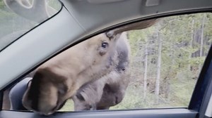 EXTENDED: 'Once-in-a-lifetime' moose encounter