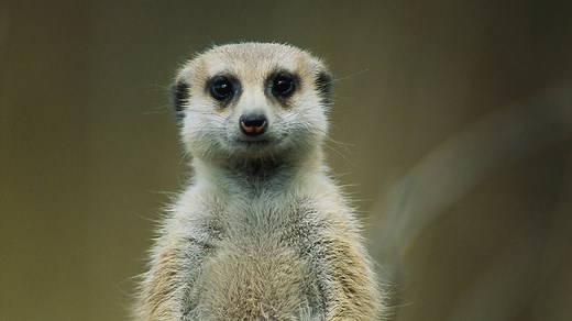 Meerkat