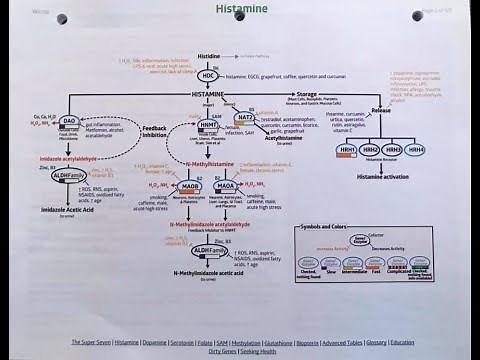 Histamine Intolerance: Genetic Testing Points out Susceptibilities and a Plan