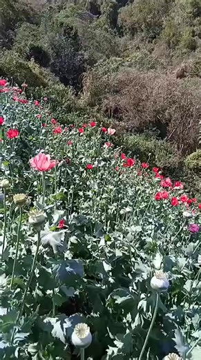 Vibrant Poppy Flower Field in Full Bloom