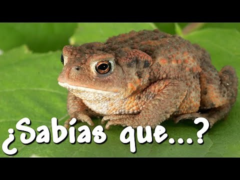 🐸 Cosas que no sabías de los Sapos - 🧐 Curiosidades de los animales 💚