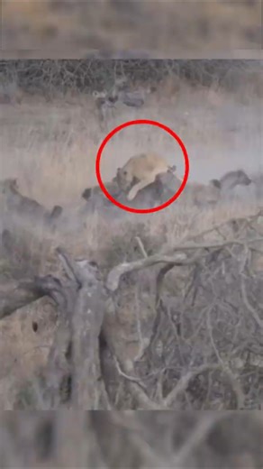 A Lion Surrounded by Hyenas — This Is What Happens #lionvshyenas
