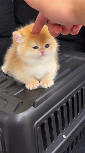 Golden Gradient Short Feet: Adorable Clingy Paws GoldenGradient CutePaws