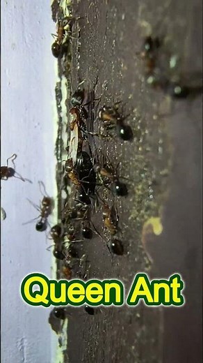 Ant queen 👑 huge in size than normal Ant, marching with labour Ants
