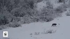 66K views · 501 reactions | What happens when two deadly predators...