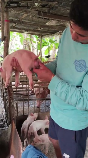 Funny Pig Moments That Will Make You Laugh 😂 #FunnyAnimals #PigVideos #Viral