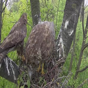 127K views · 2.7K reactions | Birds of prey. Common buzzard's nest with chicks. | Million Viewer | Facebook