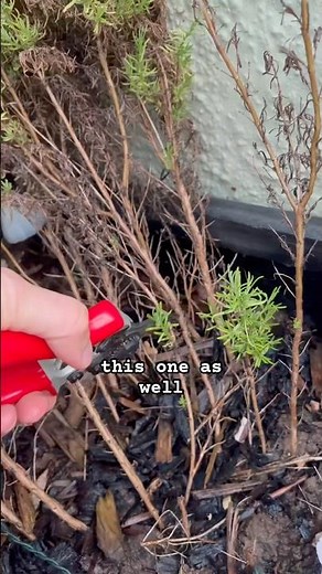 Hard pruning my leggy lavender plant #gardening #pruning #lavender