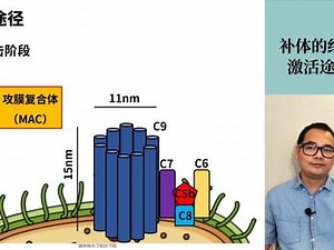 补体经典激活途径的基本过程