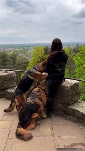 #QueenkennalGsd #gsdlovers #garmanshepherd_lover🔥 #pets #foryou #foryoupage #gsdtraning #smartdogchallenge #myfavorite