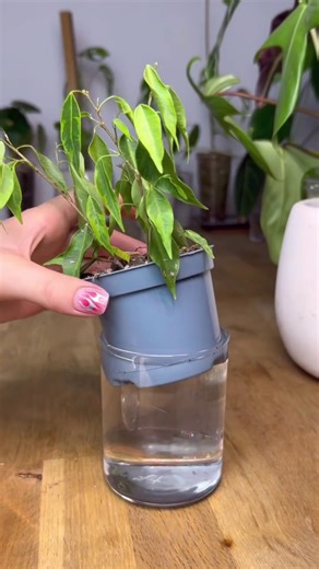 happy plants compilation | Alyplantsnstuff