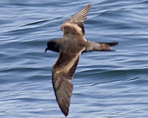 Ashy storm petrel - Alchetron, The Free Social Encyclopedia