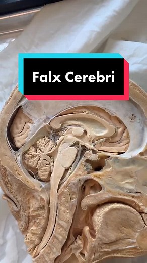 FALX CEREBRI!! There’s also the Falx Cerebelli & Tentorium Cerebelli. #learnontiktok #tiktokpartner #neuroscience #todayilearned