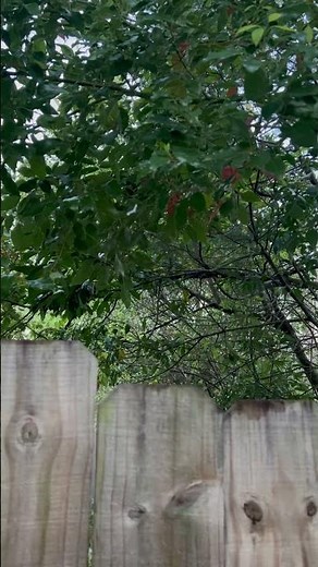 Whelen WPS 2904 Chemical Plant Siren Test - Panama City, Florida - Kraton Chemical Plant