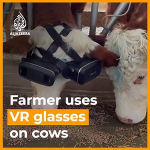 360K views · 5K reactions | Meet the Turkish farmer taking his cows into a virtual reality world full of green pastures and soothing classical music  | Al Jazeera English | Facebook