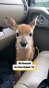 We Rescued A Fawn Orphan 💔 | Lovimals