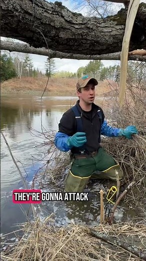 Beaver trapping tips: tie off on the down stream side of the set
