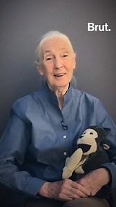 Jane Goodall spent her whole life observing and defending wildlife. She's now 84 and hasn't stopped fighting to save the planet. Here is her message of hope... | Brut nature