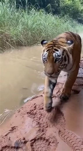101K views · 891 reactions | He stopped by a jungle river to see what moved in the grass… Then the stripes stepped out and swung.  Would you back away from the bank or stay and film? #wildlife #tiger #nature #shorts #jungle #IndiaJungle | Wild Animal Encounters | Facebook