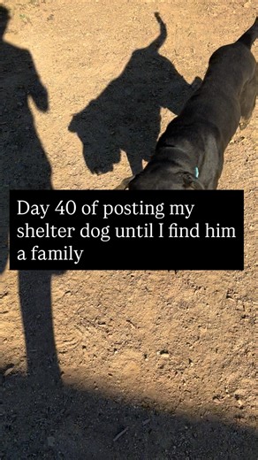 Day 40 shelter, dog, Benjamin until I find family of his own.Share this post if you’d be so kind 🫡 #dogs | Team Floppy Ears