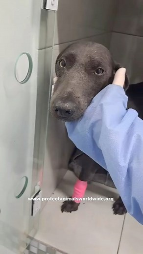 LIZE UPDATE 🥺❤️ Lize is still positive for distemper, so she is still isolated in the infecti0us disease area at the hospital. But that doesn’t stop her from receiving all the love and cuddles! She has been through so much with losing her 9 babies to distemper, so the assigned vet staff makes sure to spend extra time with her and comforts her as often as they can. ❤️ Our focus is on treating Lize’s symptoms, as there is no cure for distemper, as well as making sure she receives everything she n