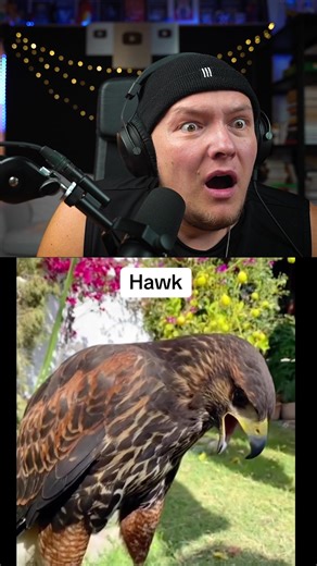 Craziest Bird Sounds Beatbox Compilation