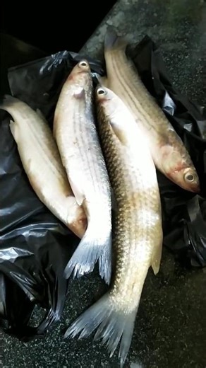 ବାଟା ମାଛ ଭଜା 🐟😊#ytshorts#viral#chiinussimplelife#bata fish fry#odia daily vlog#minivlog#mini vlog