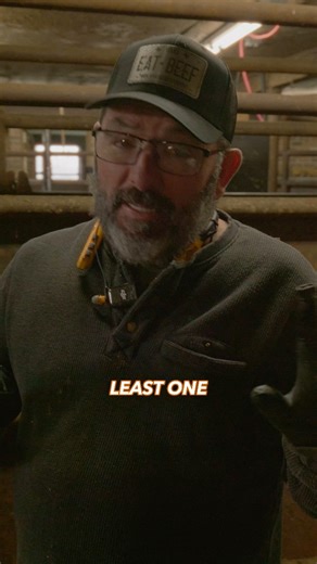 With cattle ranching, you never know when something will go wrong. That’s why I like keeping a good nurse cow around to take care of a calf in case there’s complications with the mama cow. They can be a lot of work, but when you need one it sure is nice to have! #cattleranch #milkcow #farmanimals #agriculture #cattle | Rutherford Cattle