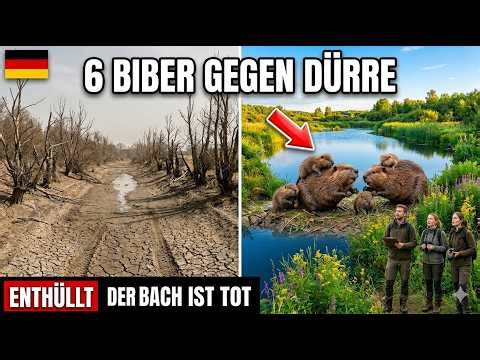 Die Eifel setzte nur 6 Biber an einem toten Bach aus 15 Jahre später schockt das Resultat