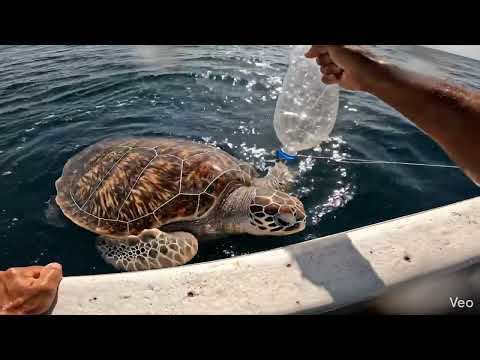 Plastic Waste Almost Killed This Sea Turtle… Until This Happened #shorts