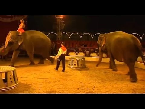 Achter de schermen van Circus Belly Wien