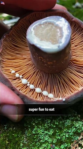 Can you eat this mushroom?🍄Red ones… are they poisonous? 😳#USA#Illinois#Mushrooms#Science#Viral