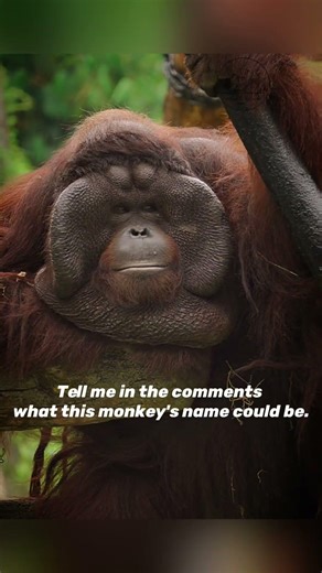 Have you ever seen a monkey like this before? #Shorts #Orangutan #Wildlife #Nature