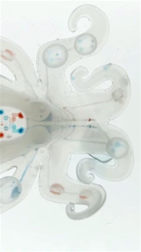 The future of robotics is soft. #SoftRobotics #Robotics #FutureTech