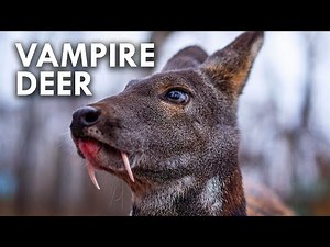 The Evolution of the Ouch Mouth