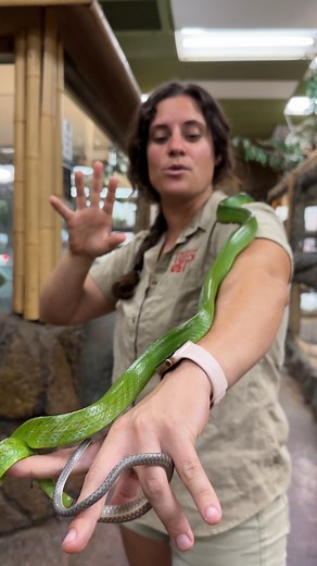 Beautiful Red-tailed Rat Snake!! 😍🐍 . . . #beautiful #rat #snake #wow #wildlife #fbreels #wild #animals #animallovers #AmaZing #video #cool #moment #facebookreels #reelsfb | The Reptile Zoo