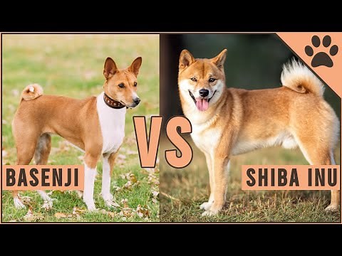 Basenji vs Shiba Inu - Which is better for you?