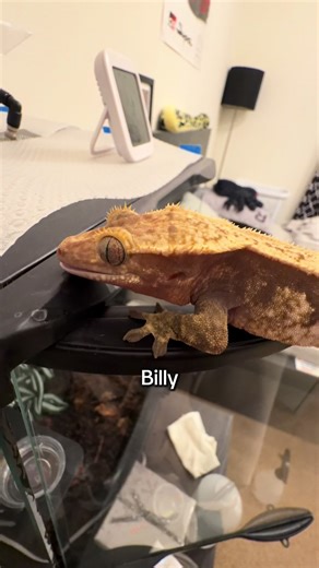 Crested Gecko's Spacious Temporary Enclosure