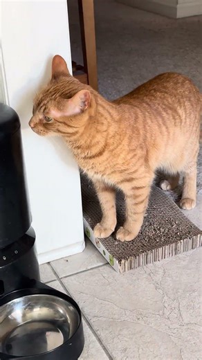 Zuko hogs all the attention #cat #catshorts #catsofyoutube