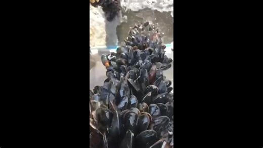 4.7K views · 94 reactions | From Sea to Shore - Mussel Magic in Motion! Just pulled up these beautiful mussels, still clinging to their ropes as they ride the conveyor out of the water. There’s something so satisfying about seeing the harvest come straight from the ocean - fresh, sustainable, and grown with care. Nature does the growing, we just help with the lift. #MusselFarming #SustainableSeafood #Aquaculture #FromSeaToTable | Inverlussa Mussels | Facebook
