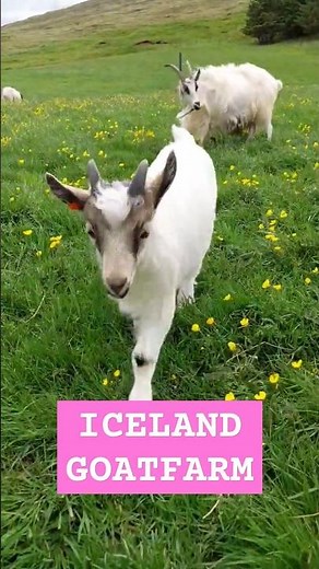 Iceland's Adorable Boot-Nibbling Goats