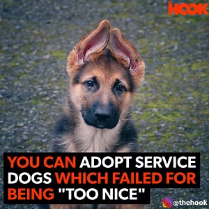 274K views · 3.5K reactions | You can adopt service dogs who were "too nice" to make the grade | The Hook | Facebook