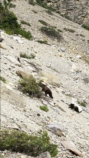 Cute Berg Lake Grizzly Bears, Momma and Two Cubs, Mount Robson Provincial Park, BC. #canada #hiking