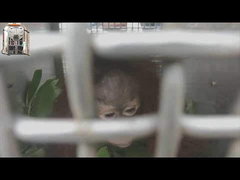 Three baby orangutans rescued from a miserable life. Three rescues equal three new life chances