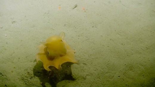 The cutest characteristics of the flapjack octopus are key to getting around. These small cephalopods flap their fins, pulse their arms, and use their siphons to jet propel themselves across the seafloor. More tentacled sightings for your #WorldOctopusDay: http://nautl.us/tentacles2016 | Nautilus Live